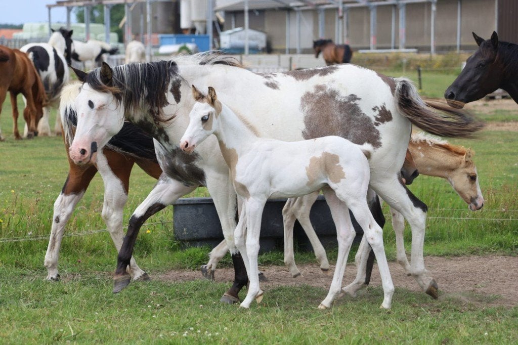 Verkoop Paint Horses, Dieren en Toebehoren, Pony's, Meerdere dieren, Niet van toepassing, E pony (1.48m - 1.57m), Westernpony