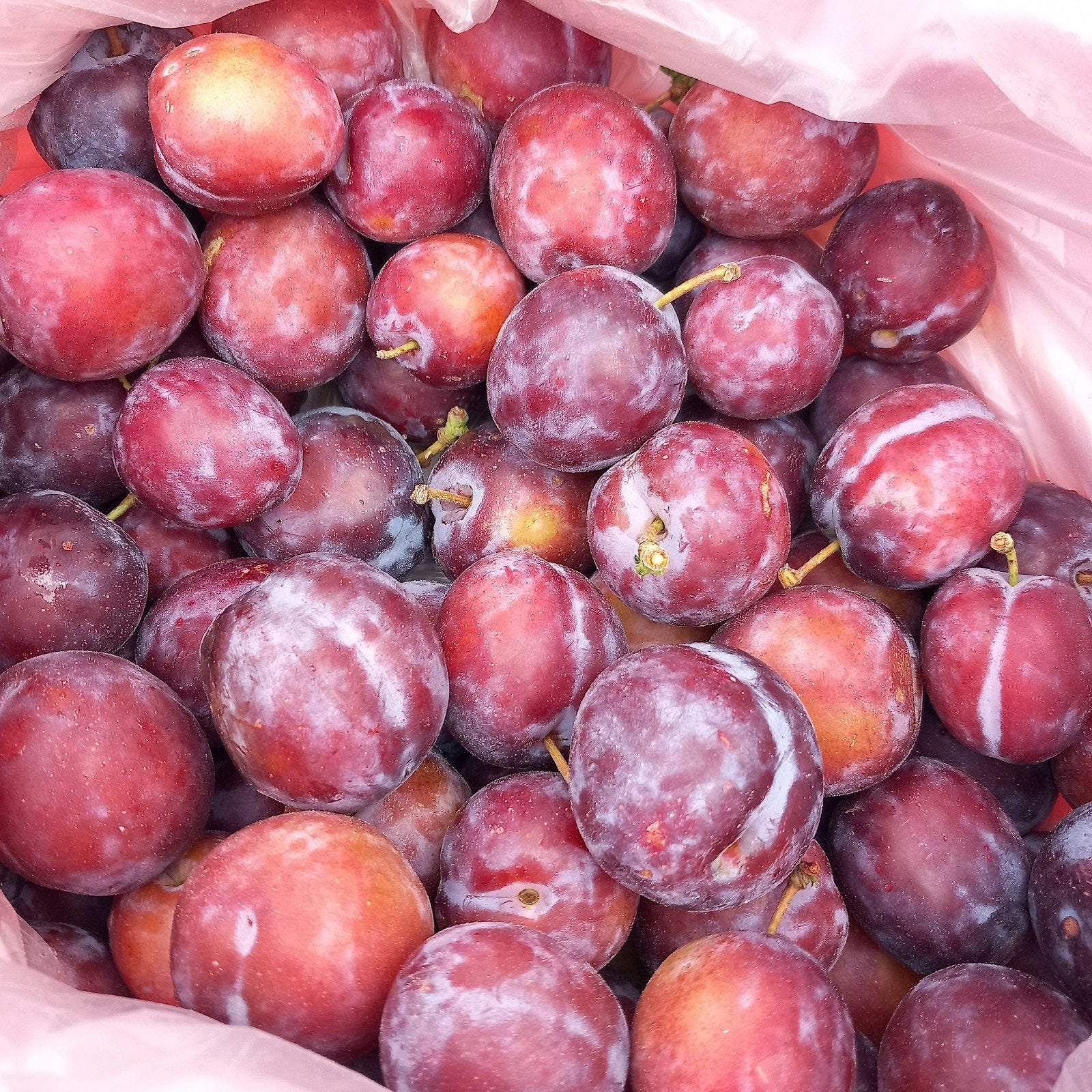 Pruimen te koop, Tuin en Terras, Planten | Fruitbomen, Ophalen of Verzenden, Pruimenboom