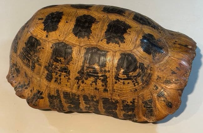 Schildpadschild - Decoratief object, Ophalen of Verzenden, Gebruikt, Reptiel of Amfibie, Overige typen
