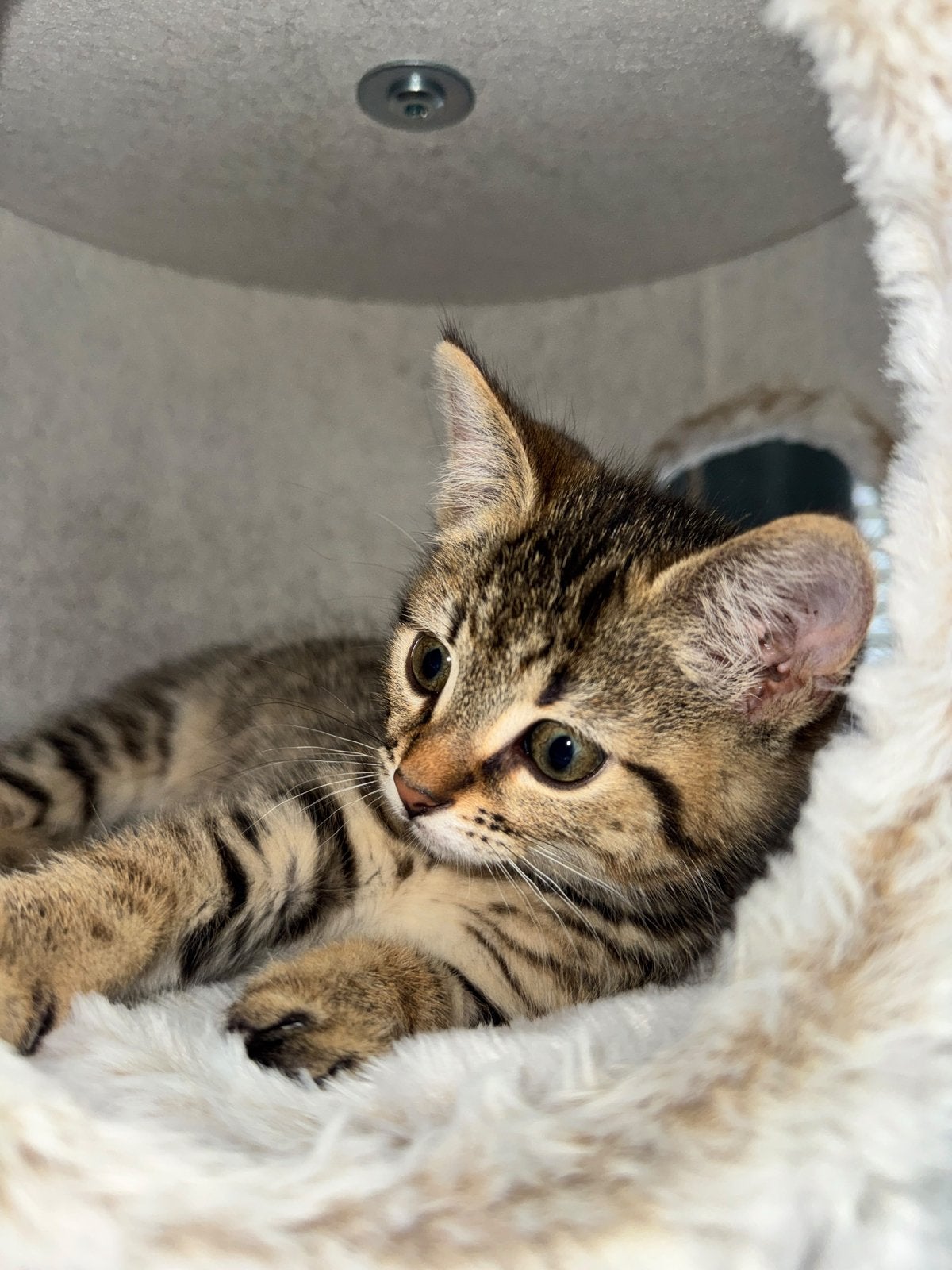 Kitten te koop., Dieren en Toebehoren, Katten en Kittens | Raskatten | Korthaar, Poes