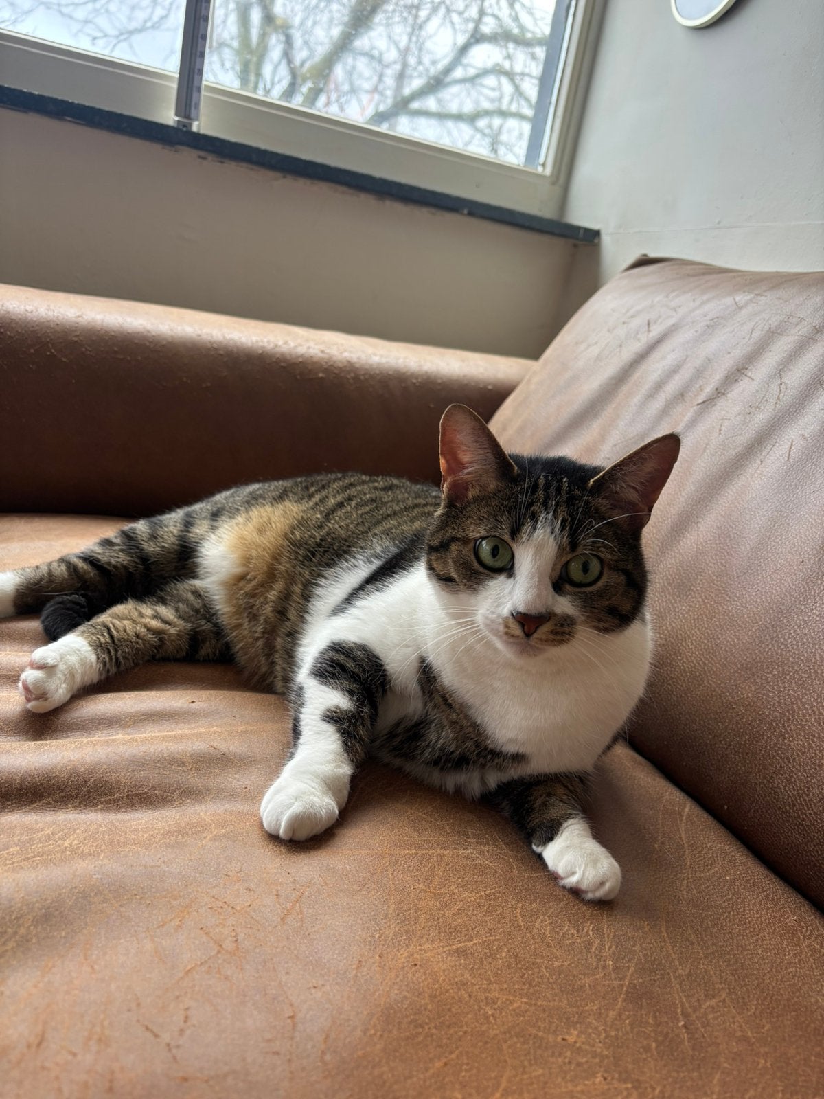 Lief thuis gezocht voor Mimi en Lily️, Dieren en Toebehoren, Katten en Kittens | Overige Katten, Poes