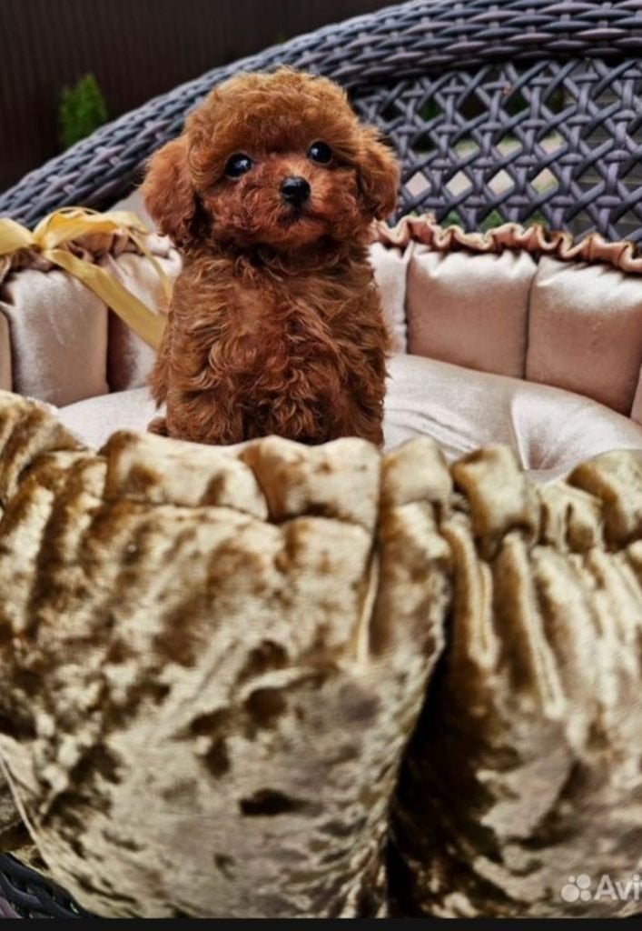 Toypoedel/ meisje/reutje, Poedel, 8 tot 15 weken, Parvo, Meerdere dieren