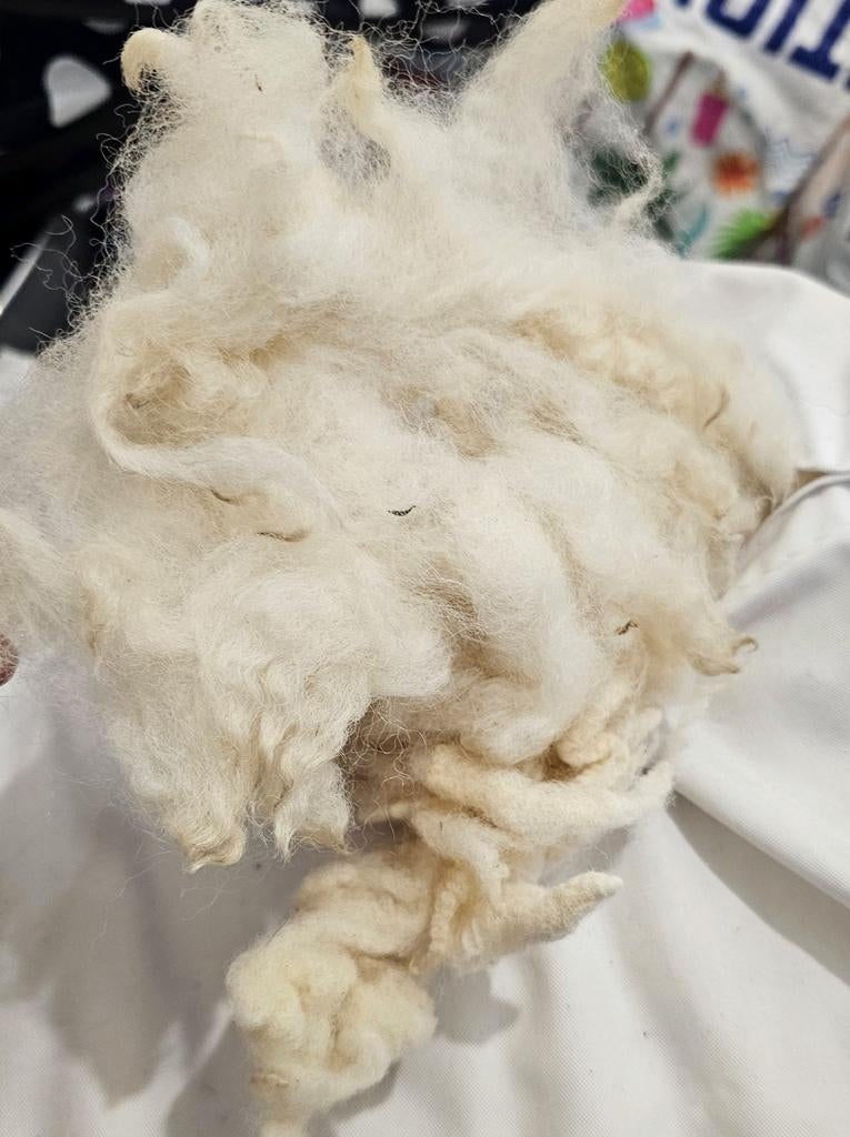 Nieuwe ongebruikte gewassen schapenwol, Ophalen of Verzenden, Nieuw, Spinwol