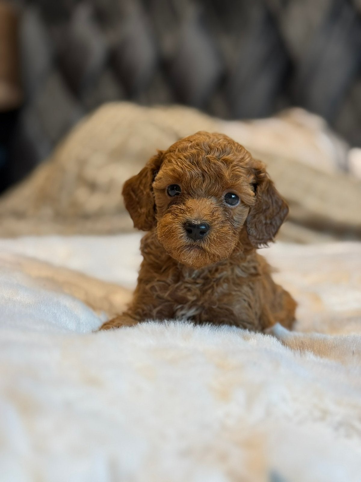 Prachtige mini labradoodle pups mogen het nest verlaten, Overige rassen, CDV (hondenziekte), 8 tot 15 weken, Meerdere