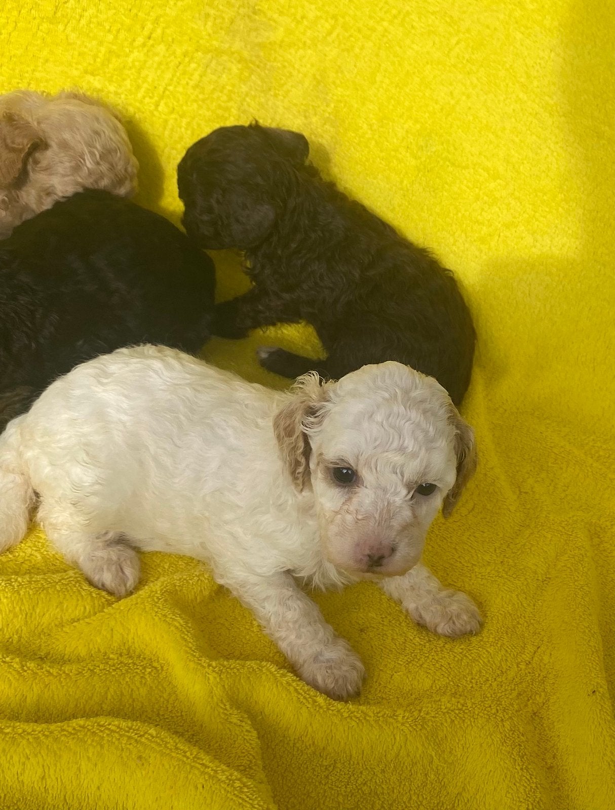 Wit, abricot en black and tan toy pupjes, Poedel, Fokker | Hobbymatig, 8 tot 15 weken, Buitenland