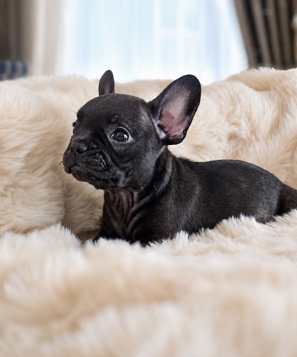 💓 Prachtige raszuivere  franse bulldog pups teefjes 💓, Parvo, 8 tot 15 weken, Teef, Bulldog