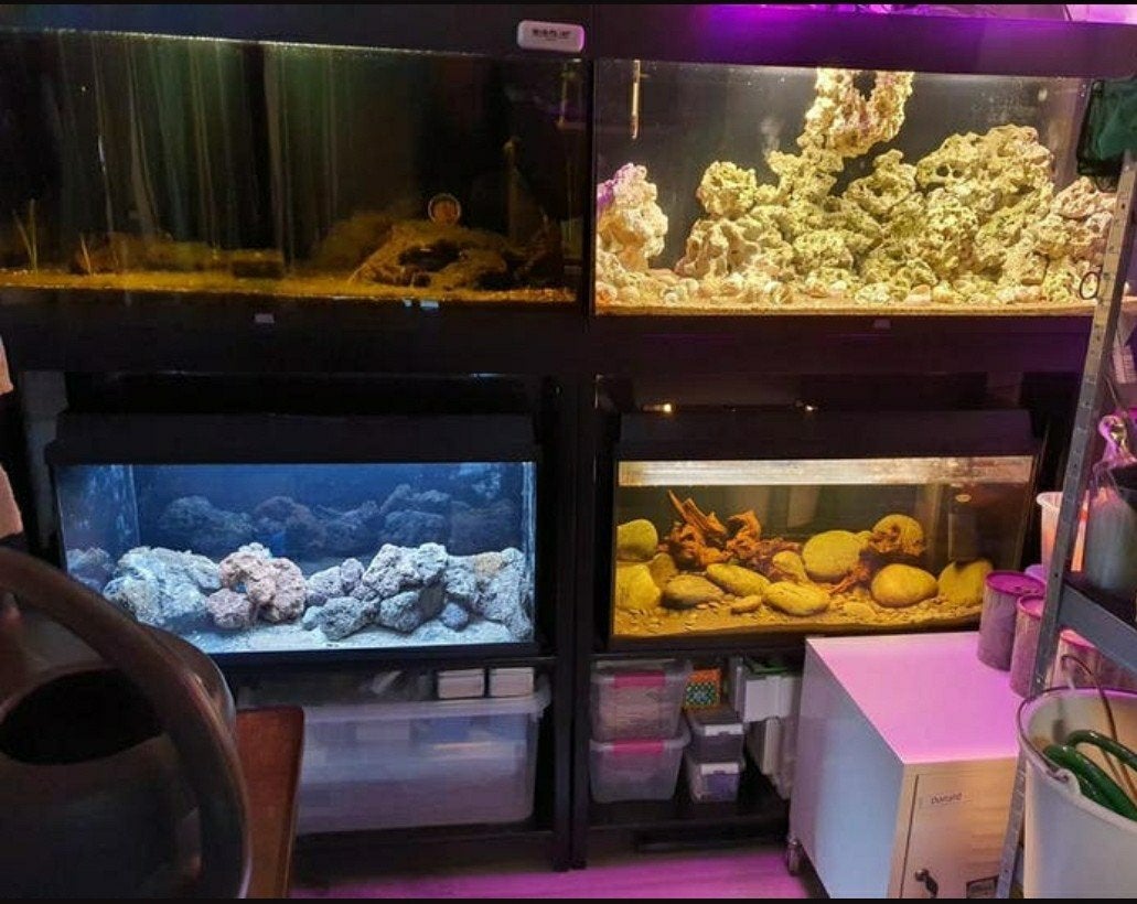 Aquarium stelling met 4 aquaria + inrichting compleet, Dieren en Toebehoren, Vissen | Aquaria en Toebehoren, Ophalen, Zo goed als nieuw