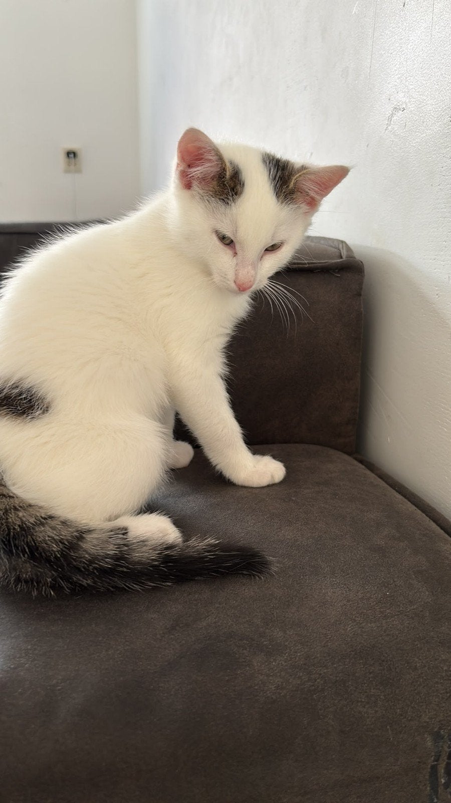 Lief katertje 10 weken zoekt een warm en liefdevol thuis, Kater, 0 tot 2 jaar