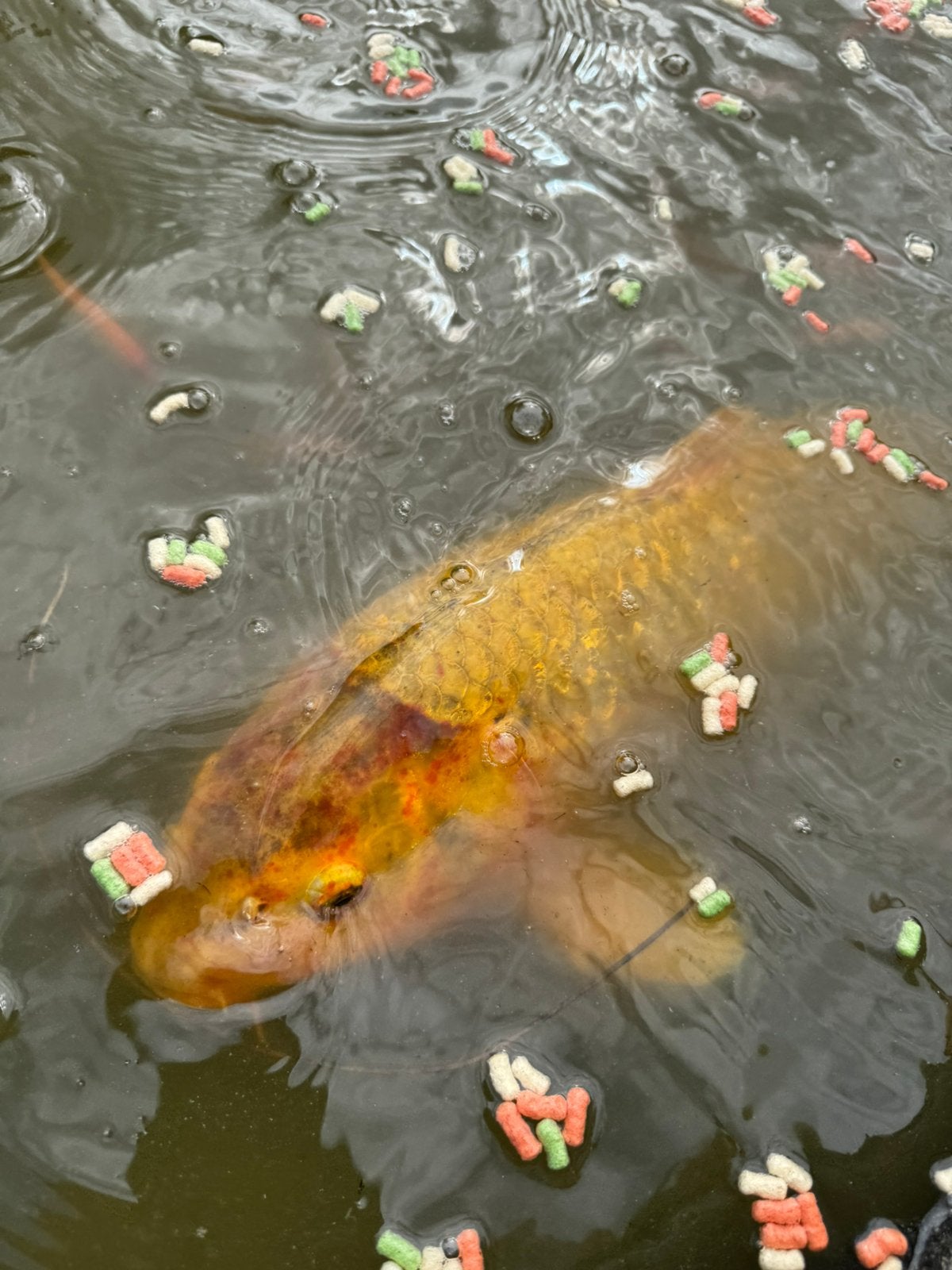 Grote koi karper wegens beeindigen vijver, Karper of Koi