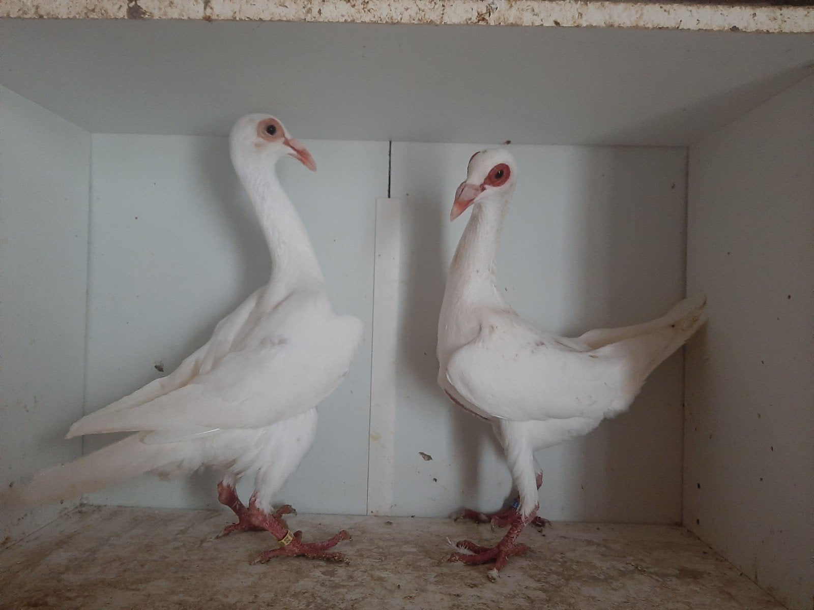 koppel, Meerdere dieren