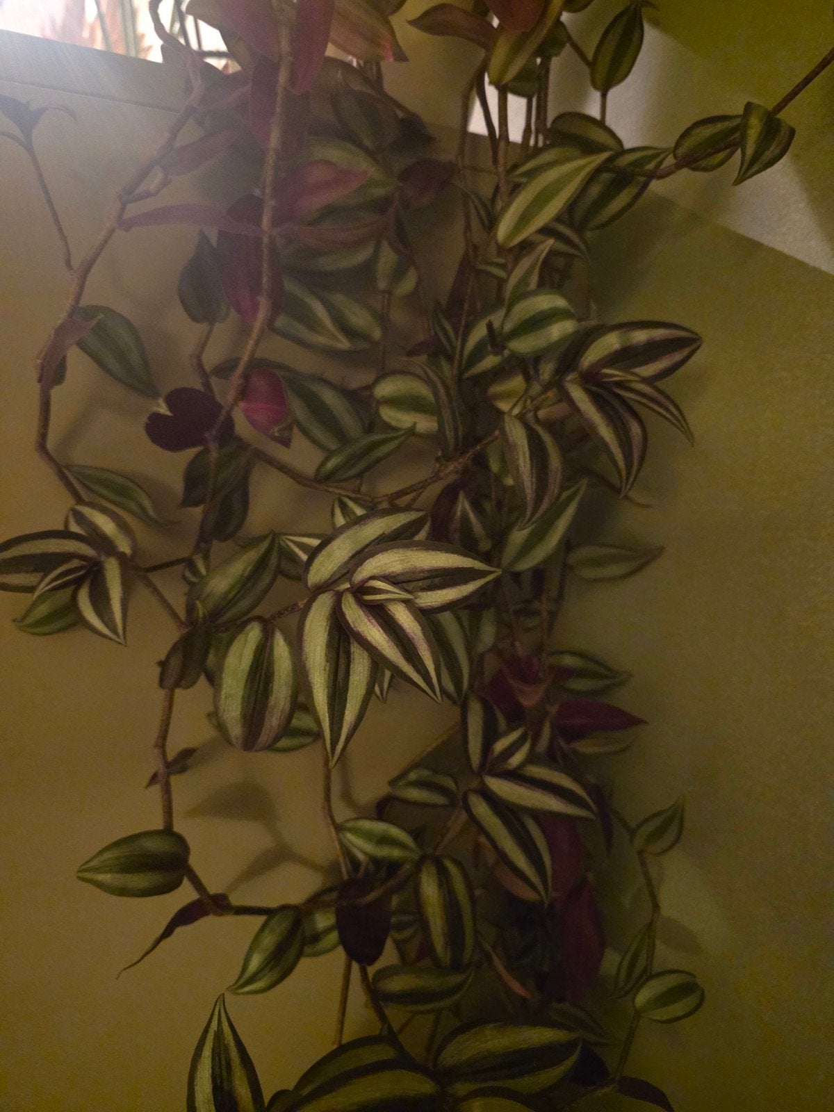 Tradescantia Zebrina - Prachtige Hangplant, Overige soorten, Minder dan 100 cm, Groene kamerplant, Halfschaduw
