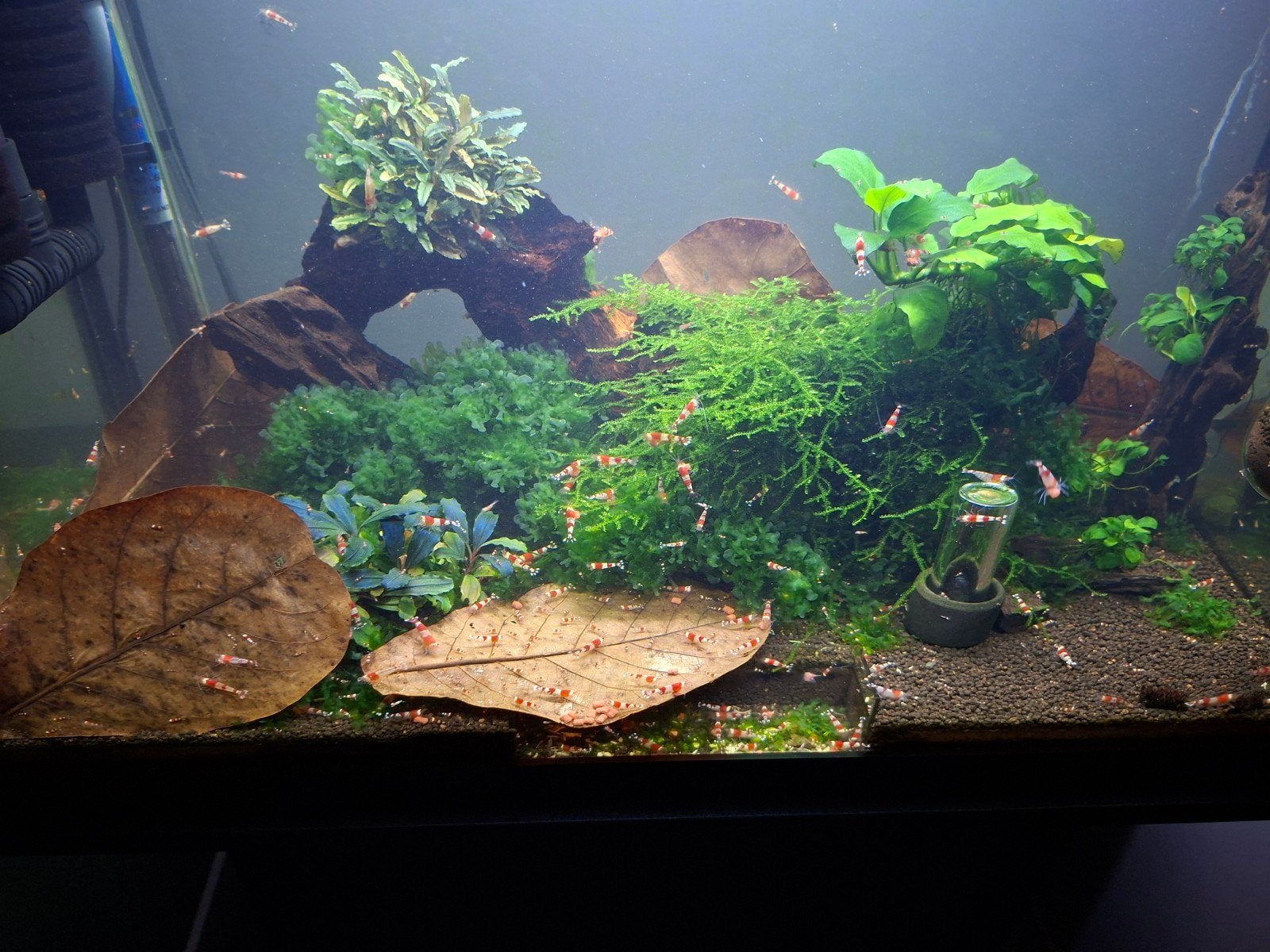 crystal red garnalen, Dieren en Toebehoren, Ophalen