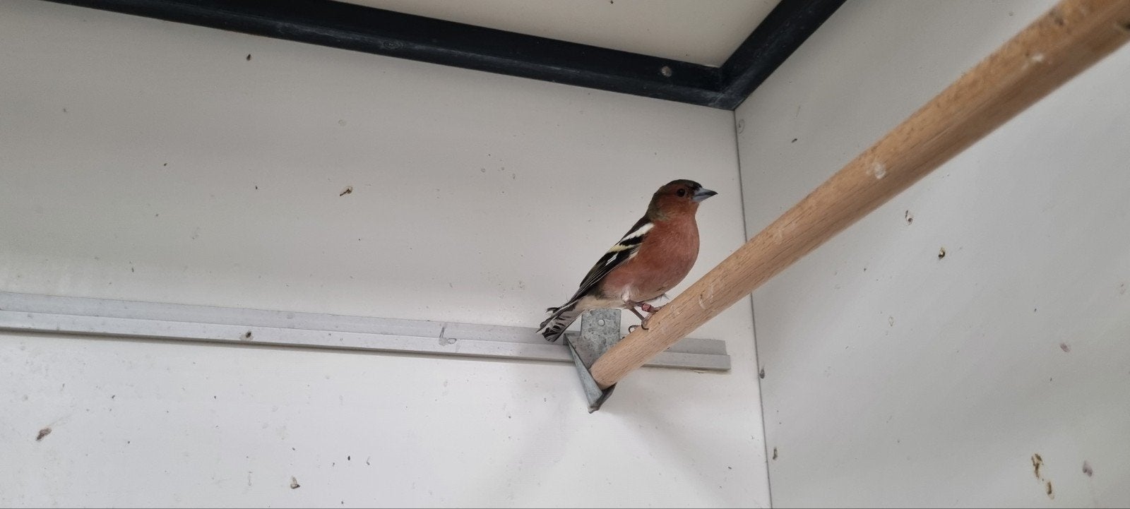 Europese mei vink man, Dieren en Toebehoren, Vogels | Overige Vogels, Mannelijk, Wildzangvogel, Geringd