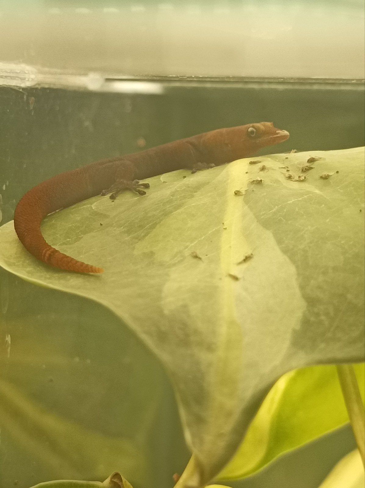 diverse gekko's te koop, Dieren en Toebehoren, Reptielen en Amfibieën, Hagedis, 0 tot 2 jaar