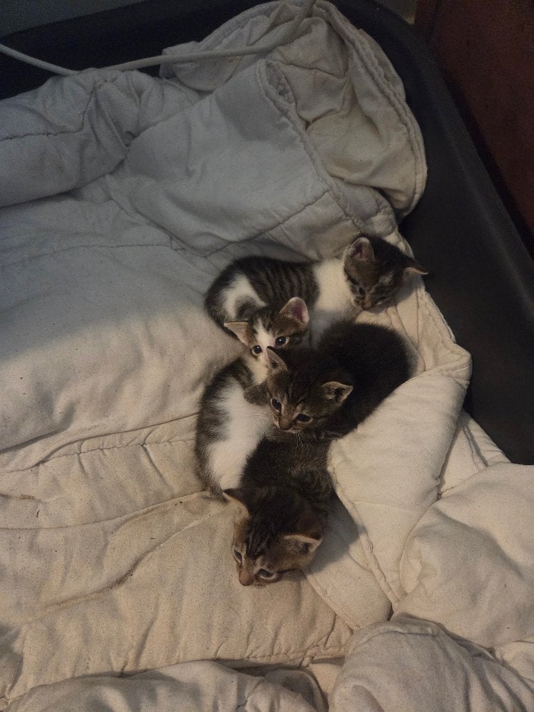 Kittens, Dieren en Toebehoren, Meerdere dieren, 0 tot 2 jaar