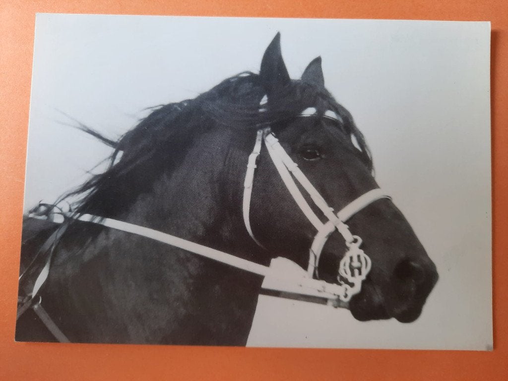 ansichtkaart paard veulen, Verzamelen, Ansichtkaarten | Dieren, Ophalen, 1980 tot heden, Ongelopen, Paard