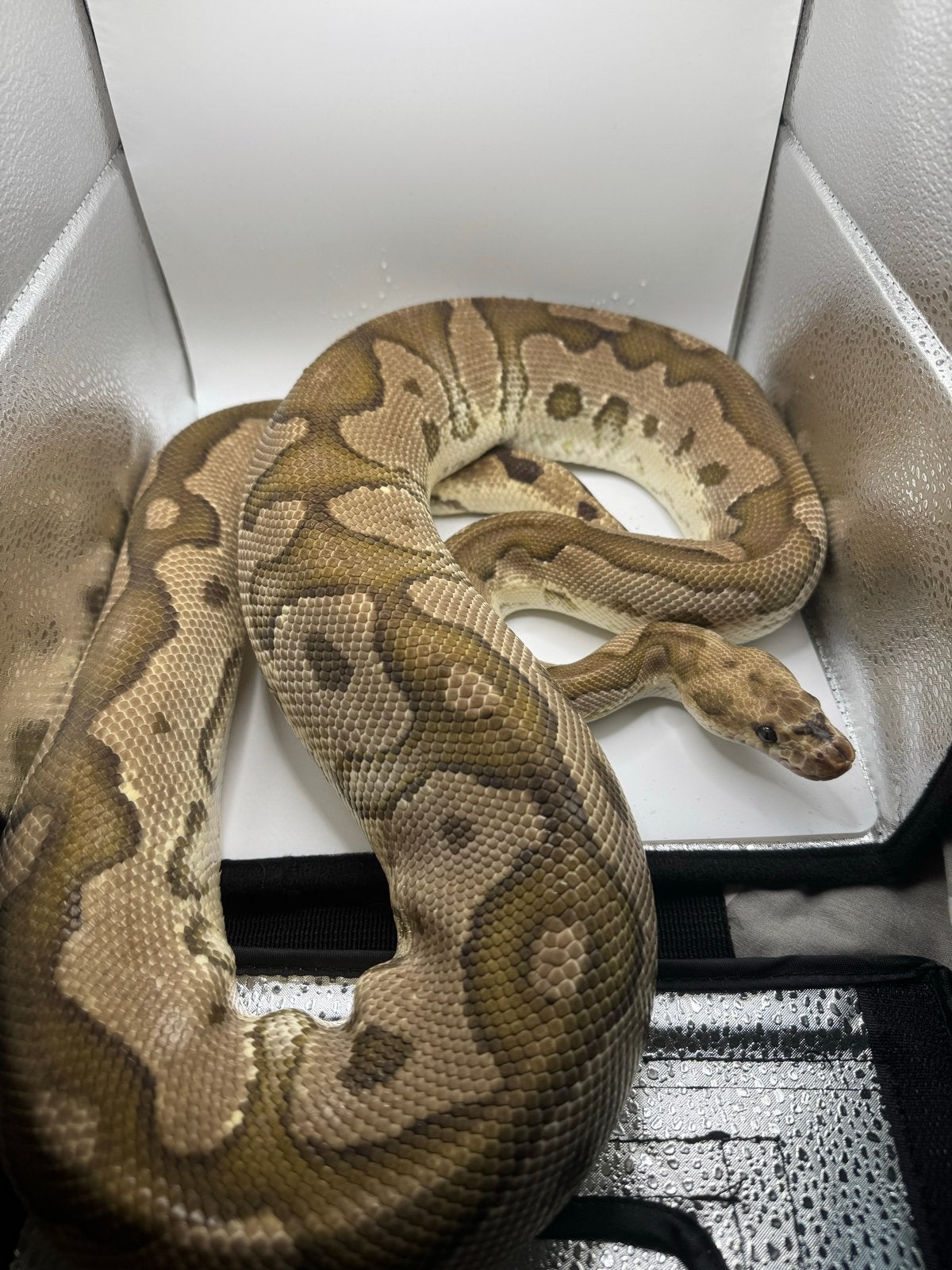 Proven ball python for sale Ball Python - unknown for sale from Davide