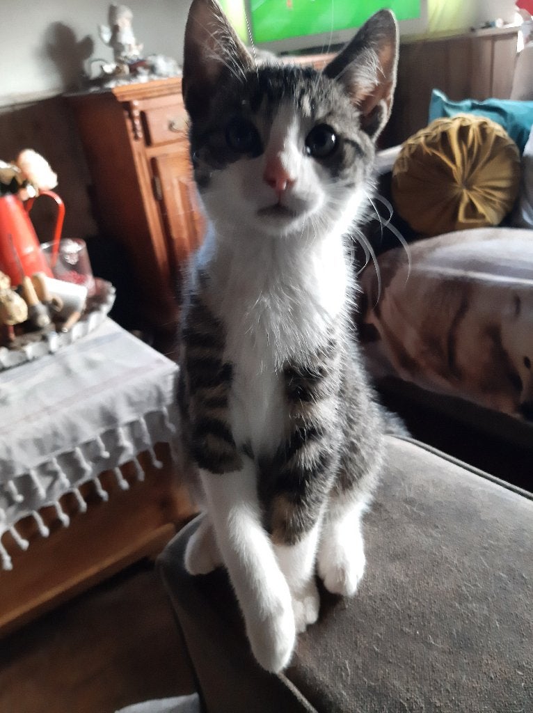 Leuke Kittens, Dieren en Toebehoren, Meerdere dieren, Kortharig, 0 tot 2 jaar