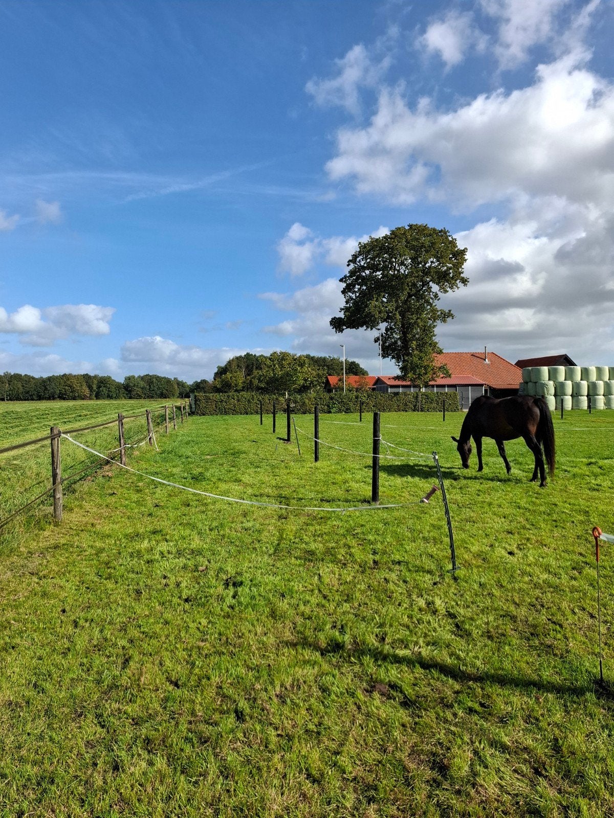 paarden pension track paarden paradise, Dieren en Toebehoren, Opfok, 2 of 3 paarden of pony's
