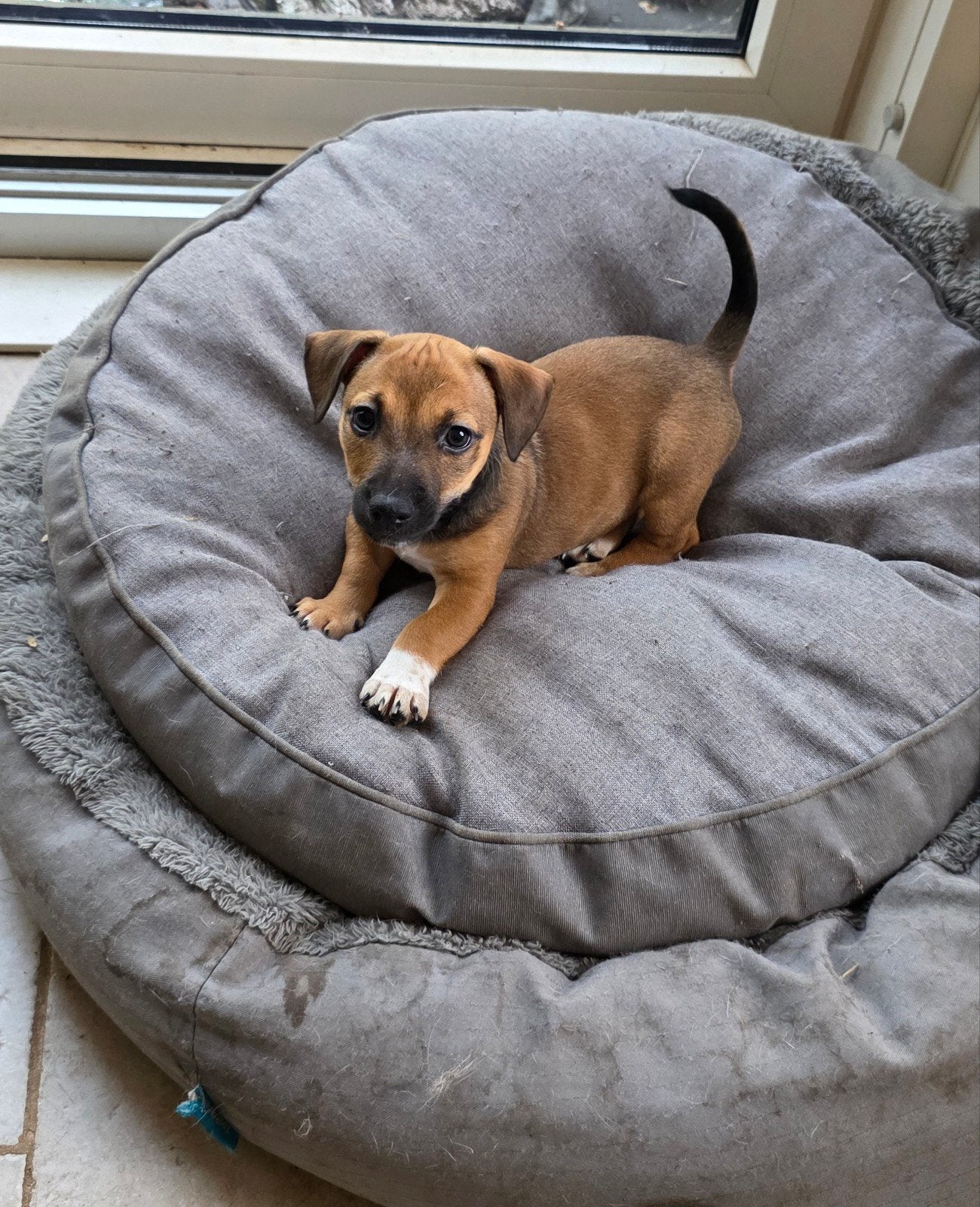 Jack russel pups, Parvo, Jack Russell Terriër, 8 tot 15 weken, Meerdere