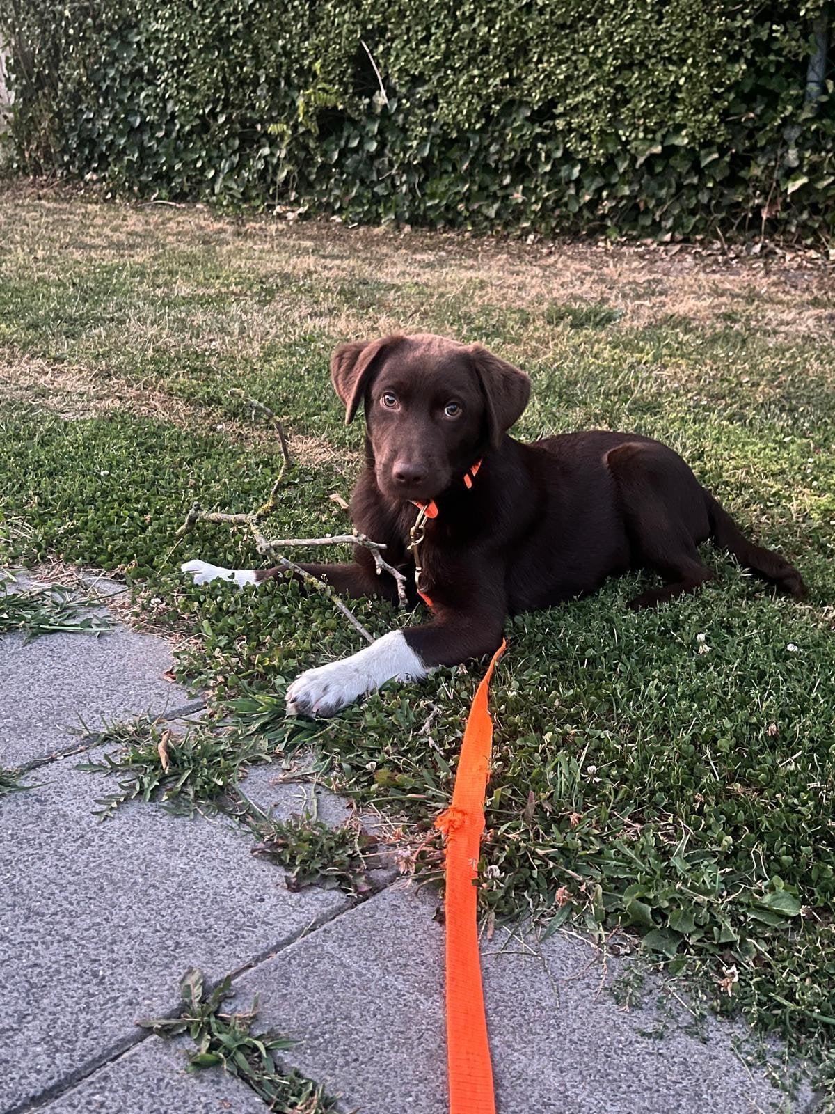 Lieve, slimme Ollie zoekt een ervaren baasje met ruimte, Dieren en Toebehoren, 15 weken tot 1 jaar, Reu, Labrador retriever, Eén hond