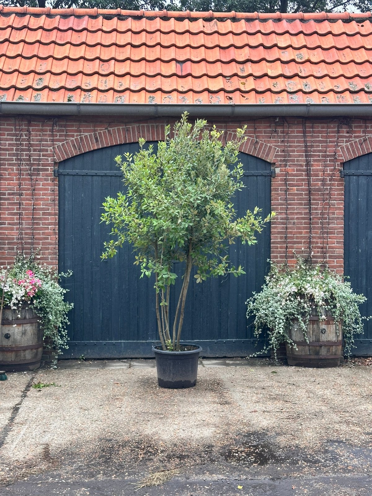 Meerstammige steeneik (quercus ilex), Ophalen, Bloeit niet, Halfschaduw, Overige soorten