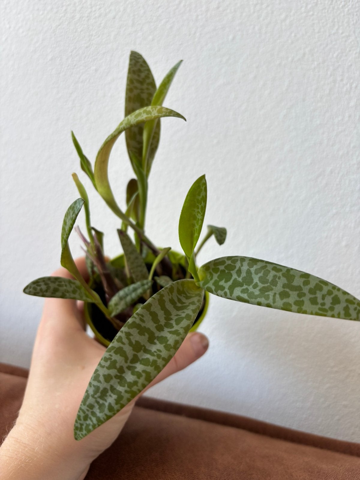 Ledebouria Socialis plantje #5, Ophalen, Overige soorten, Halfschaduw, Minder dan 100 cm