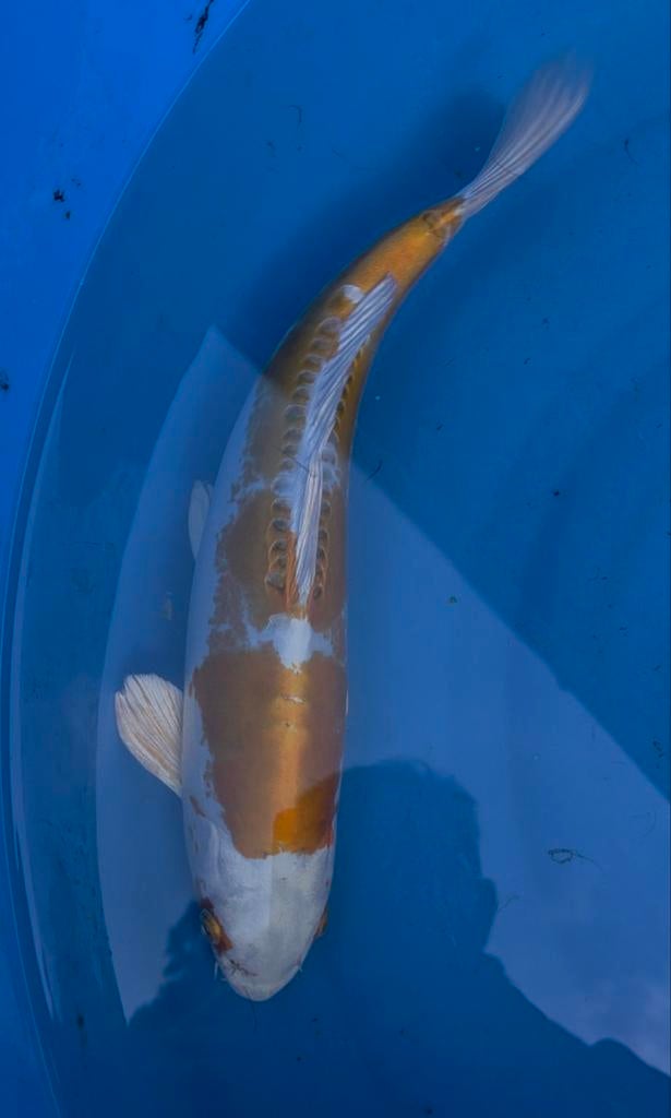 Doitsu Hariwake, Dieren en Toebehoren, Vissen | Vijvervissen, Karper of Koi