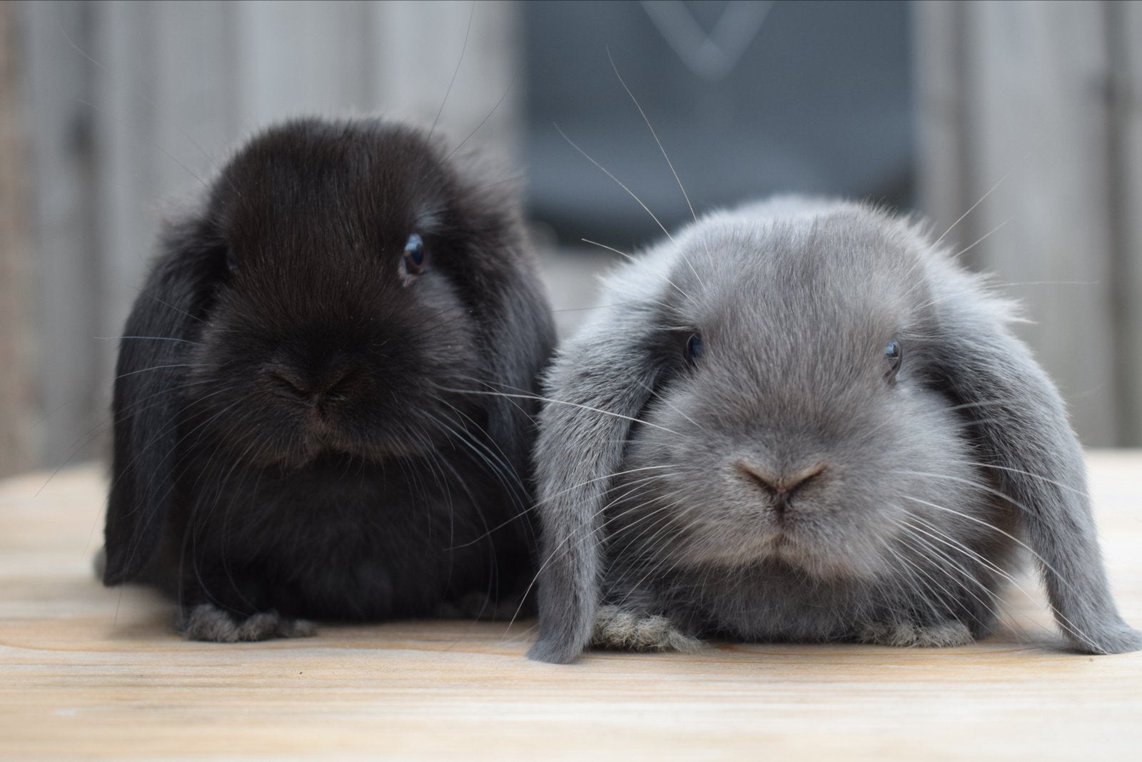 TE KOOP: baby minilop / nhd konijnen!, Dieren en Toebehoren, Knaagdieren, Juli, Vrouwelijk, Overige typen, Tam