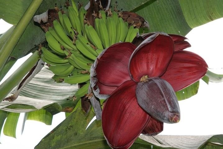 10 x Musa Balbisiana banaan zaden (verzenden kan ook), Ophalen, Gehele jaar, Volle zon, Zaad