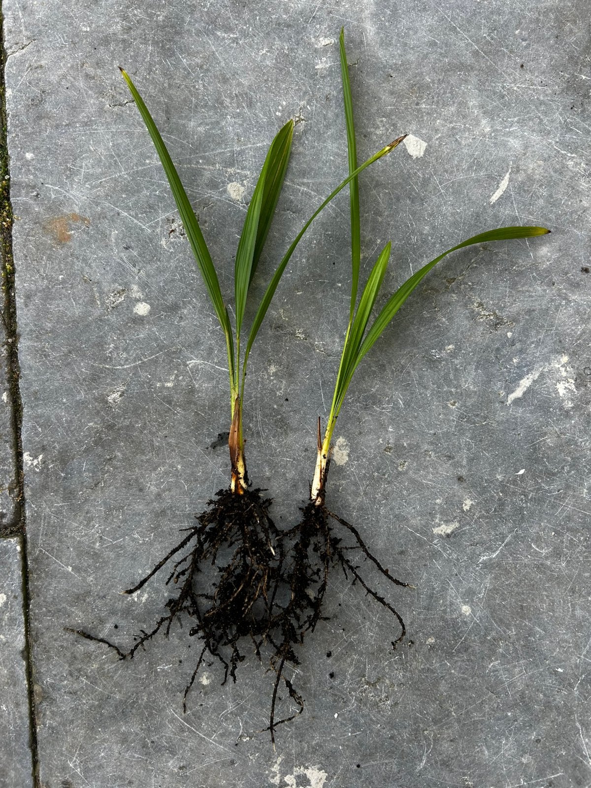 Trachycarpus fortunei stekjes, Ophalen of Verzenden, Overige soorten, Volle zon