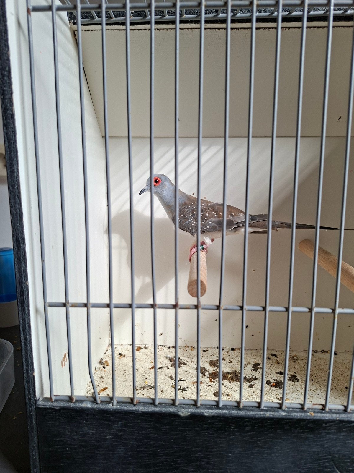 diamantduiven, Dieren en Toebehoren, Meerdere dieren, Geringd