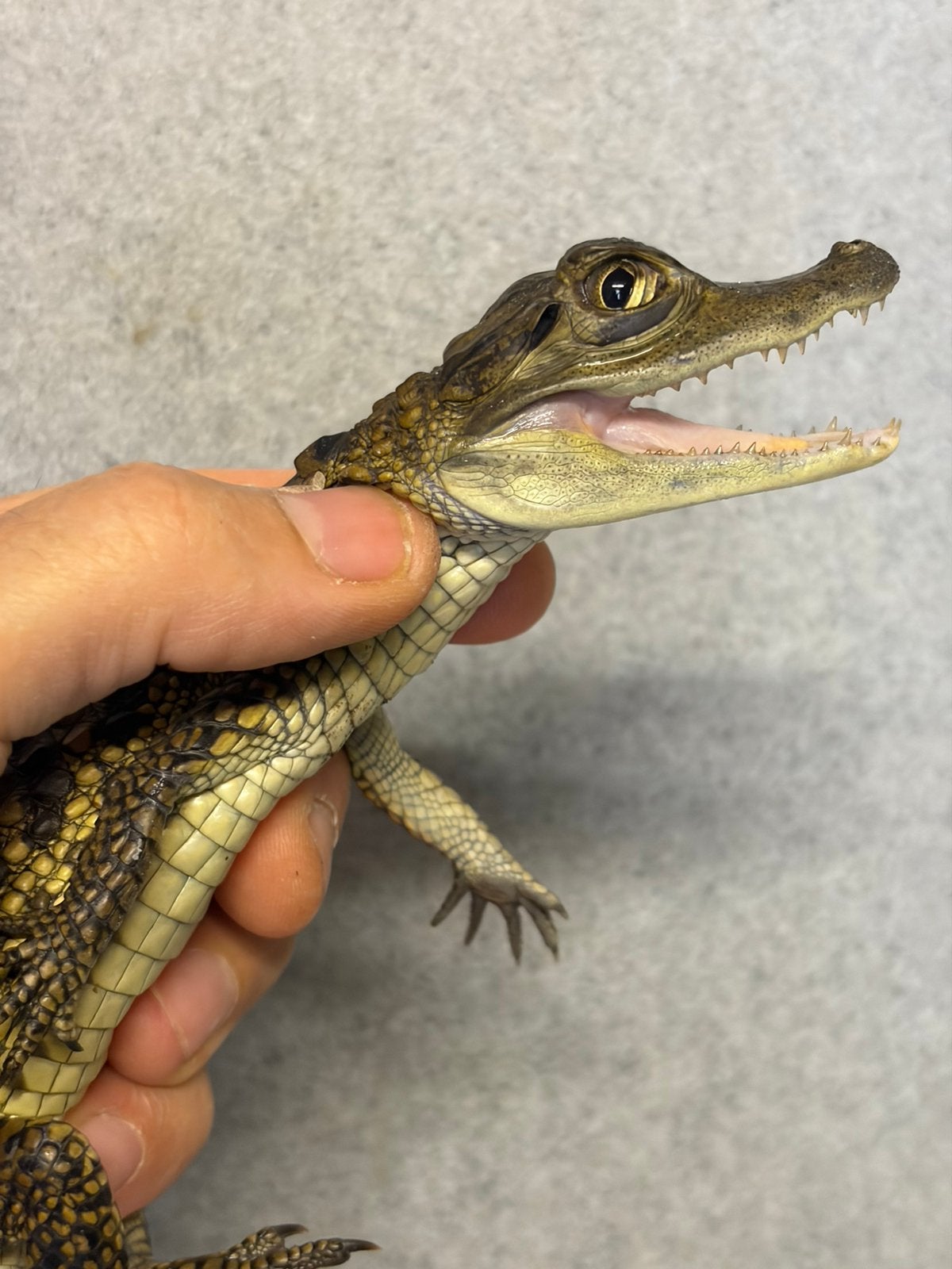 Baby bril caiman, Slang, 0 tot 2 jaar