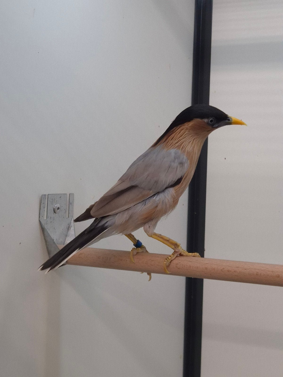 1-1 Pagode spreeuwen met dna, Dieren en Toebehoren, Meerdere dieren, Tropenvogel, Geringd