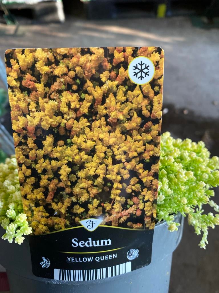 Sedum (bodumbedekker), Tuin en Terras, Ophalen, Volle zon