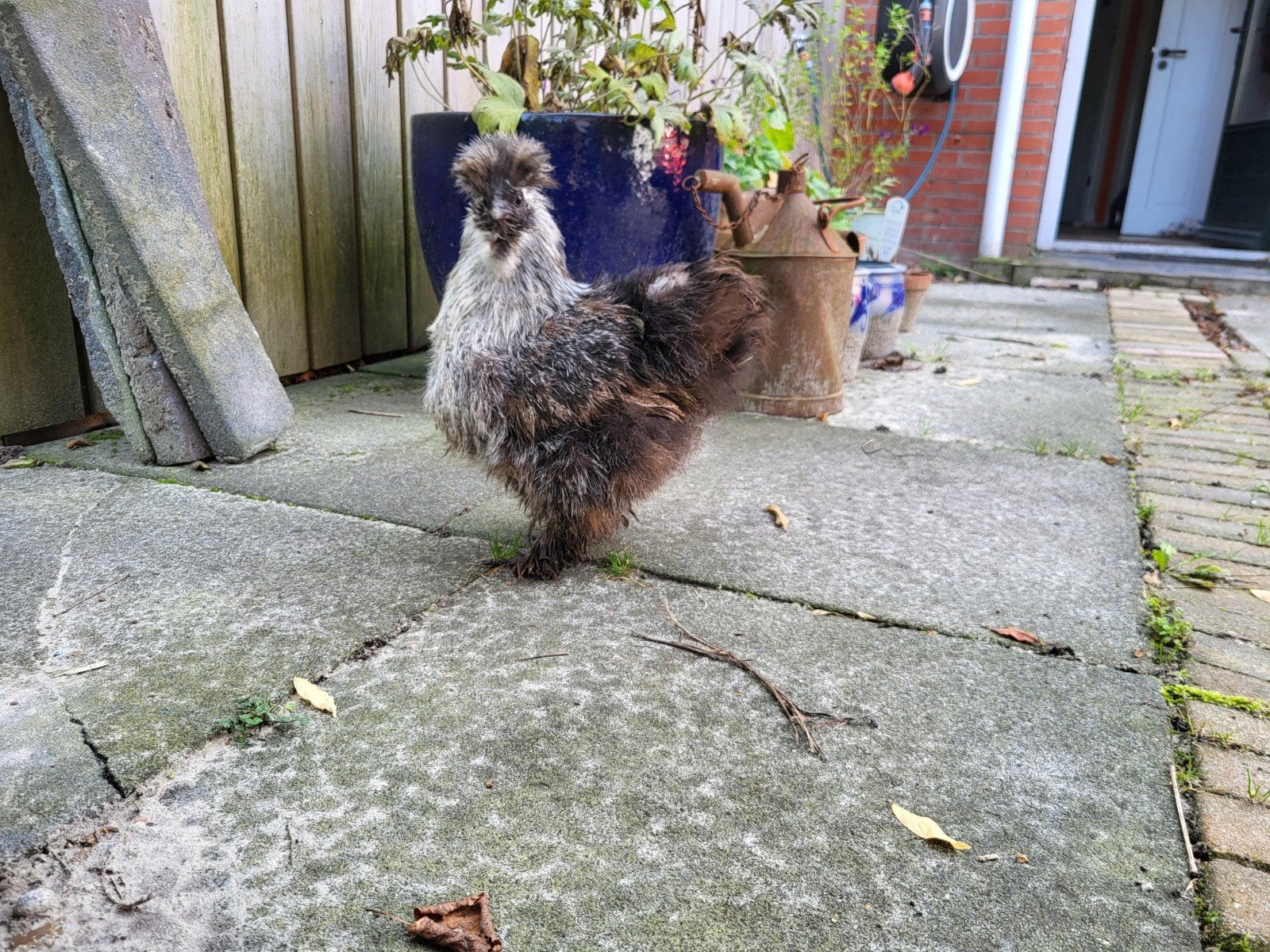 zijdehoen hen, USAzijdehoen haan, Dieren en Toebehoren, Meerdere dieren, Kip