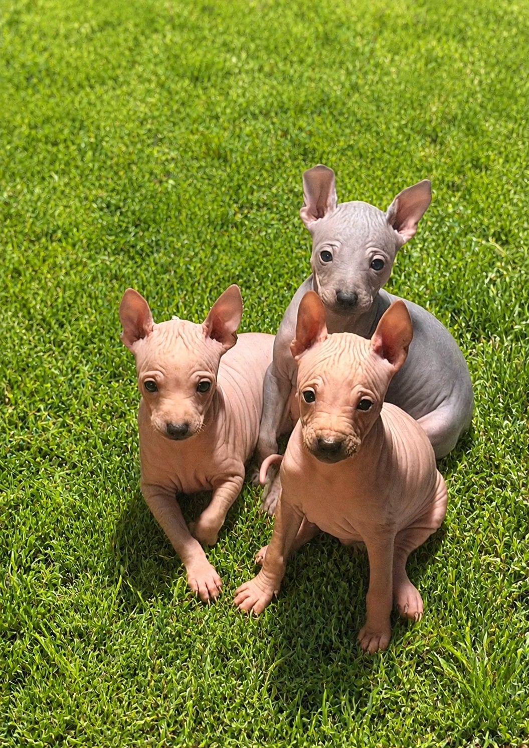 American hairless terrier pups,  Amerikaanse naakthond pups, Dieren en Toebehoren, Parvo, 8 tot 15 weken, Meerdere, Meerdere dieren