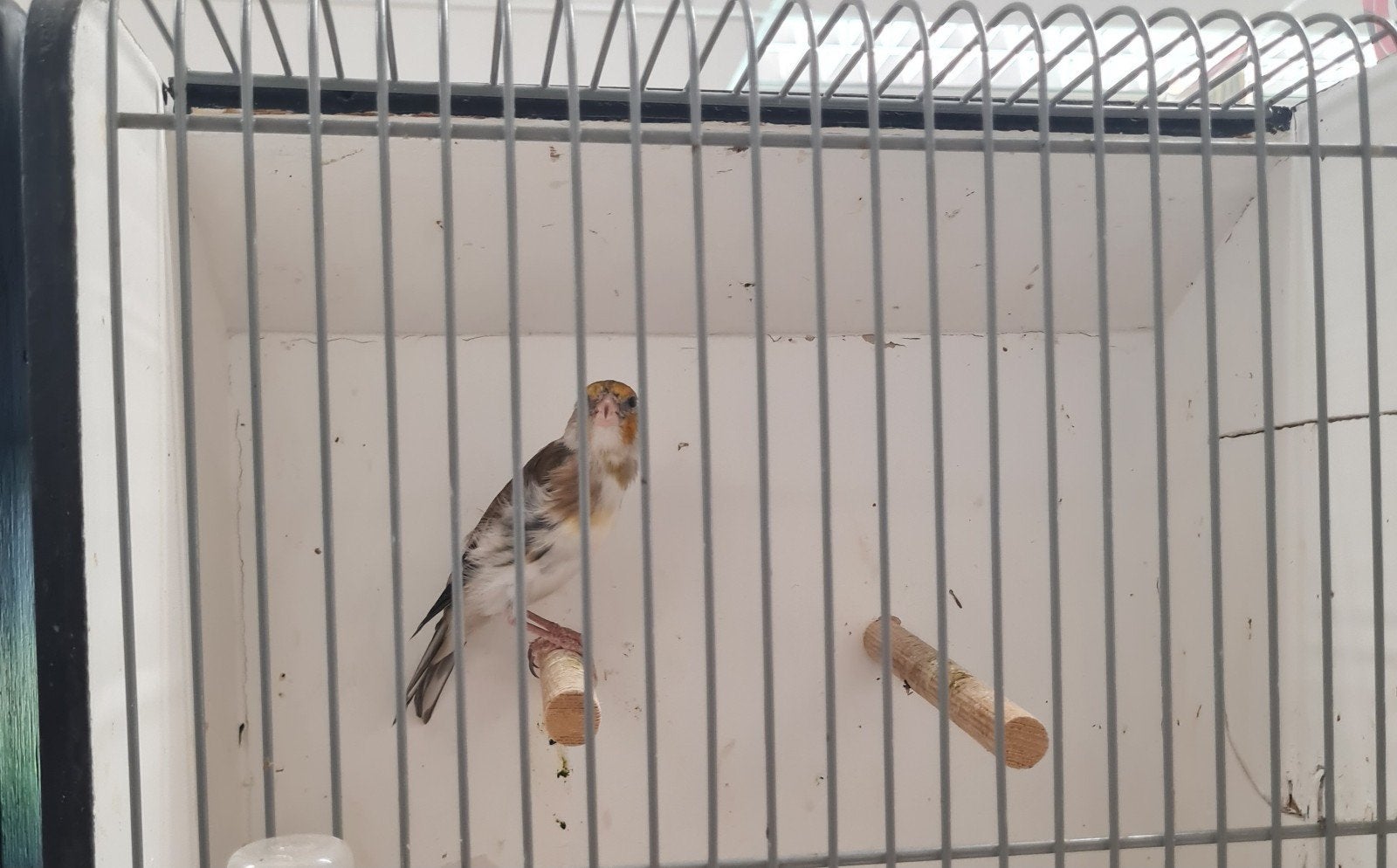 Bastaard putter, Dieren en Toebehoren, Vogels | Overige Vogels, Mannelijk, Wildzangvogel