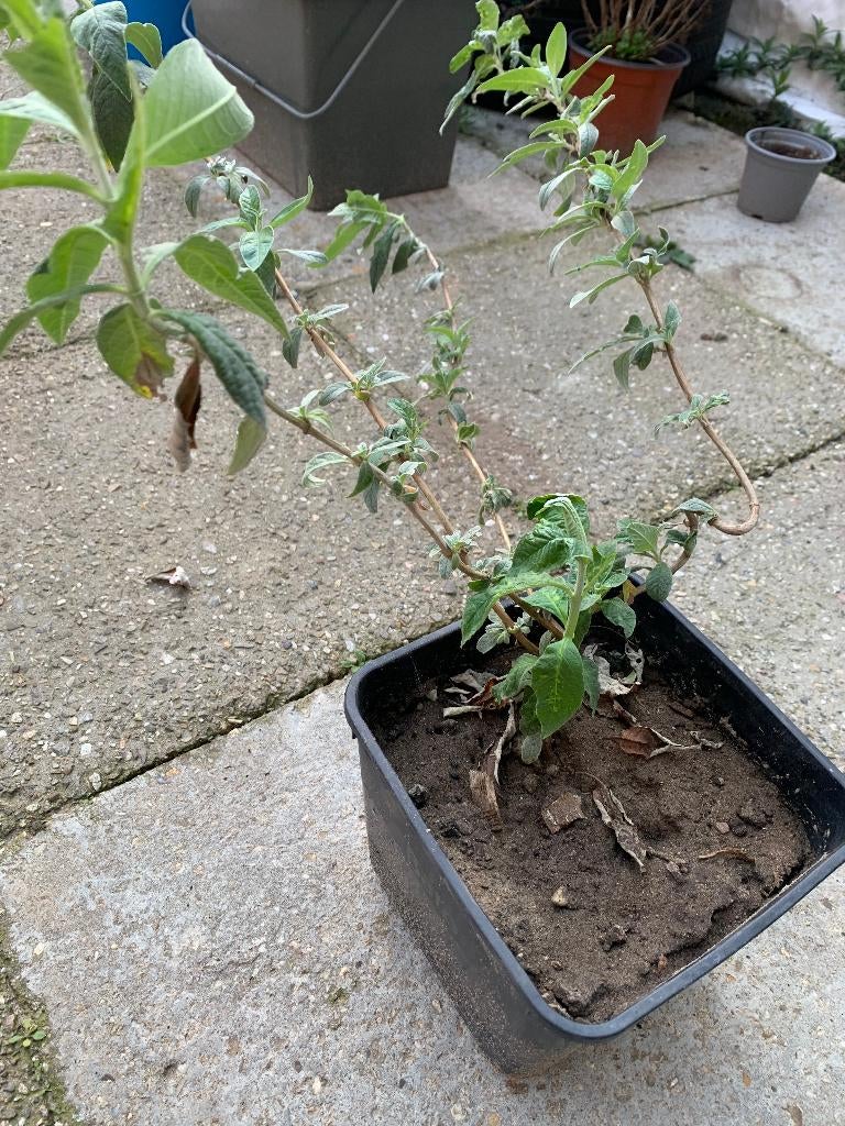 Vlinderstruiken meerdere te koop, Ophalen, Vlinderstruik, Struik, Minder dan 100 cm