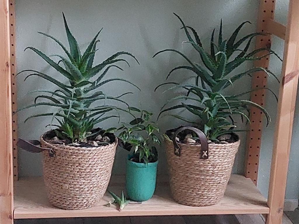 Grote Aloë Vera planten in manden, Ophalen of Verzenden