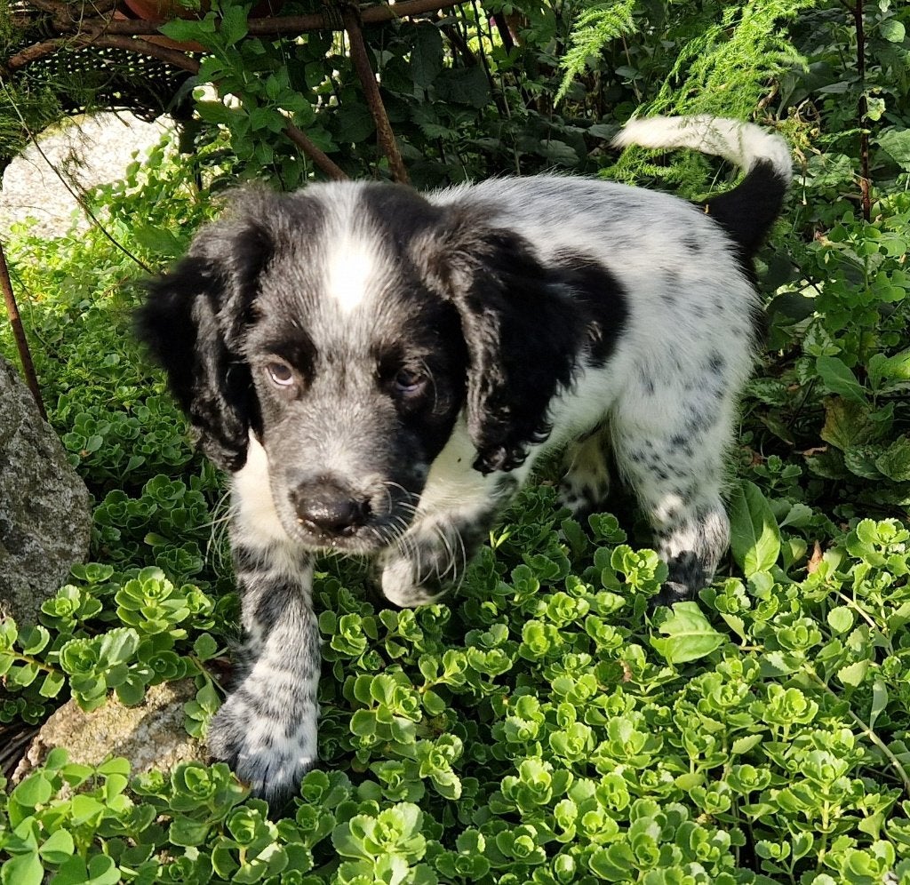 Friese stabij pup van Sasha - belhamel-reutje NIEUWE FOTO'S, Parvo, 8 tot 15 weken, Meerdere, Meerdere dieren