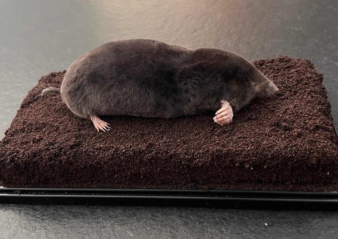 Nieuw preparaat mol in vitrine stolp - Museum kwaliteit, Ophalen, Nieuw, Wild dier, Opgezet dier