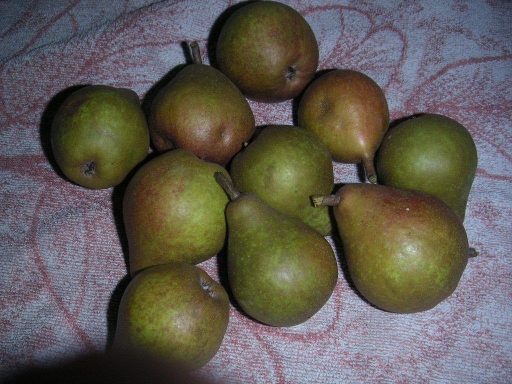 stoofperen,Gieser Wildeman,€1.00 per KG., Diversen, Levensmiddelen, Ophalen