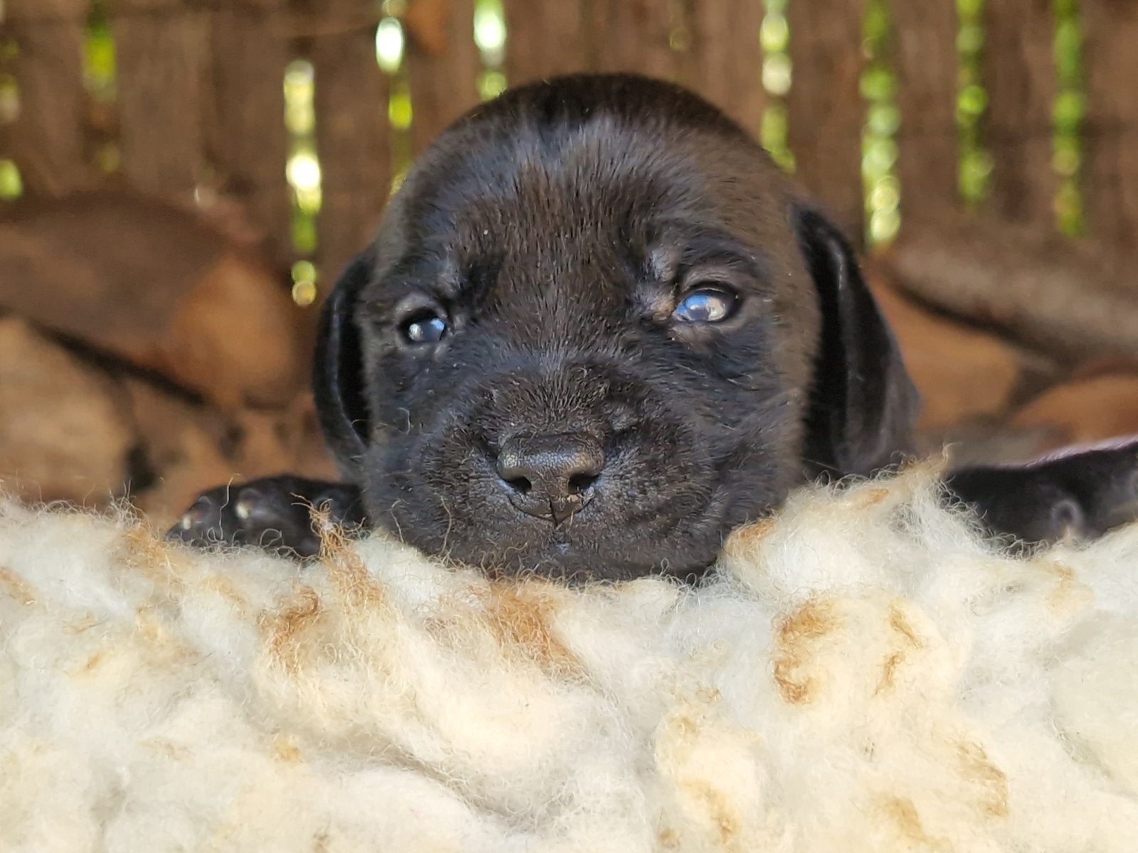 Puppy’s zwart, moeder Vizsla, Dieren en Toebehoren, Parvo, Overige rassen, 8 tot 15 weken, Meerdere