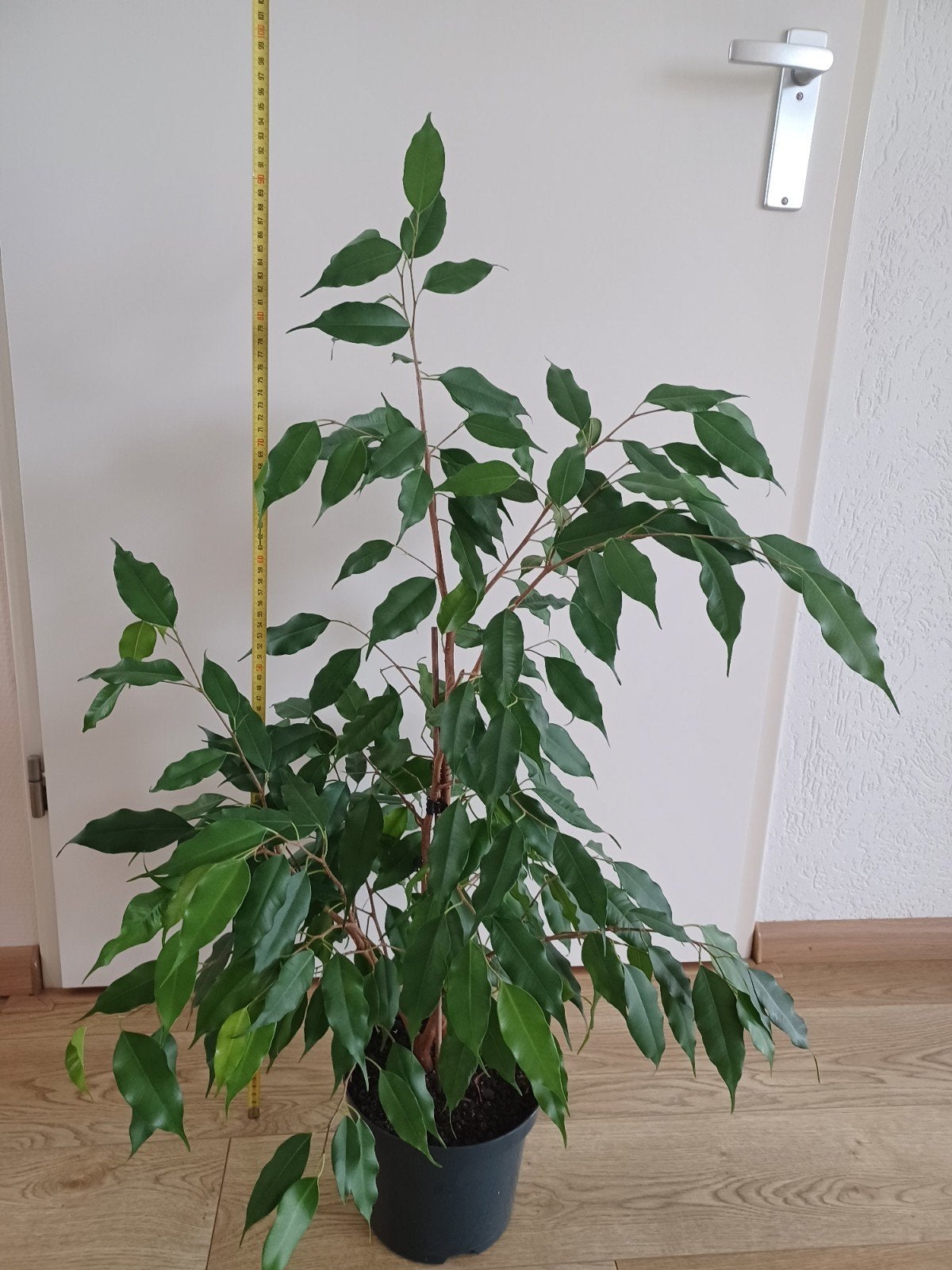 Ficus Benjamina - Weelderige kamerplant, Huis en Inrichting, Kamerplanten, Ophalen