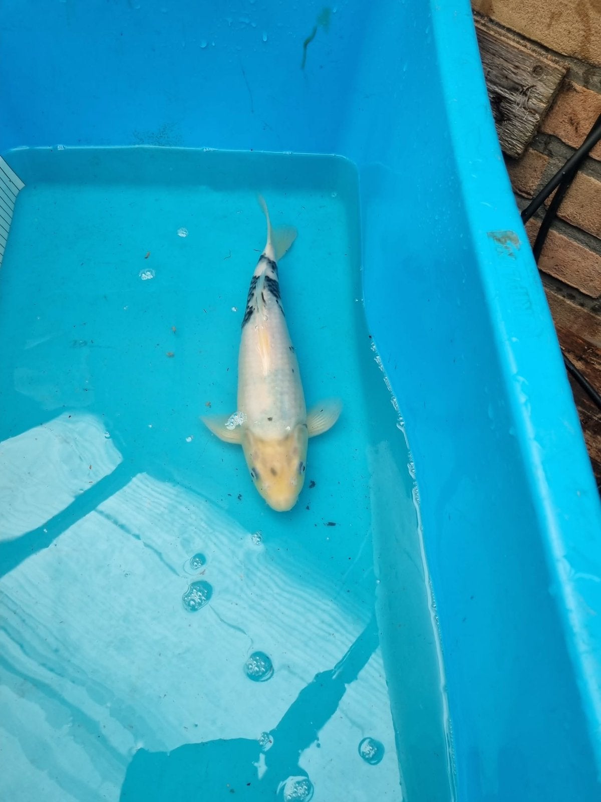 Te koop japanse koi shiro utsuri 35cm
