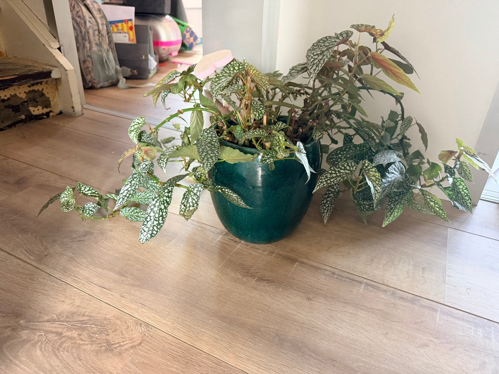 Begonia, Ophalen, Overige soorten, Halfschaduw, In pot