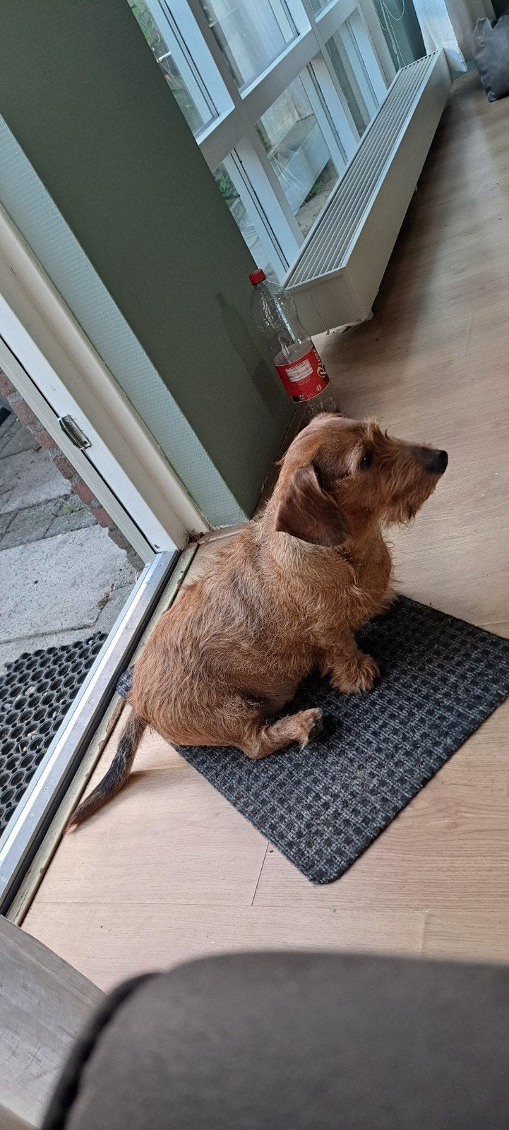 Nieuw baas voor ruwharige teckel., 6 jaar of ouder, Reu, Eén hond, Nederland