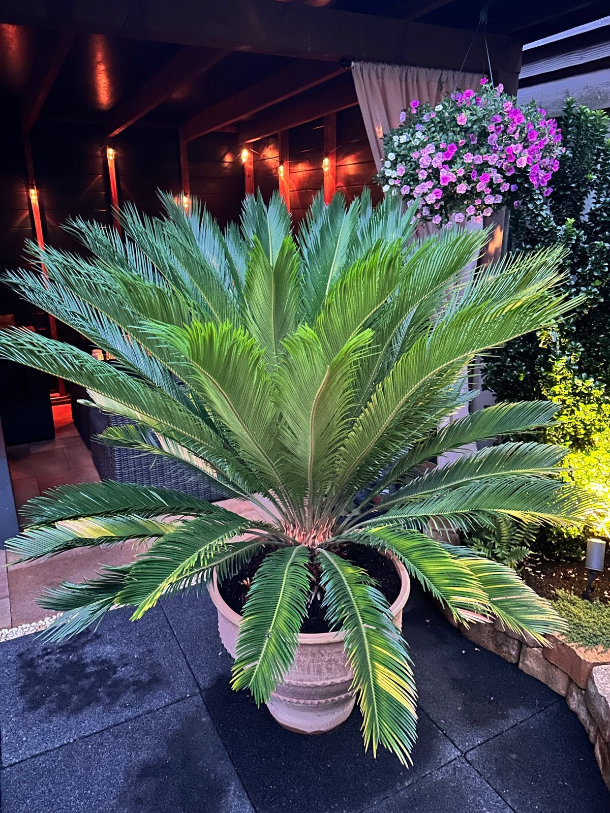 Grote Cycas (Vrijheidspalm) met 31 nieuwe bladeren, Overige soorten, Volle zon, Vaste plant, Ophalen of Verzenden