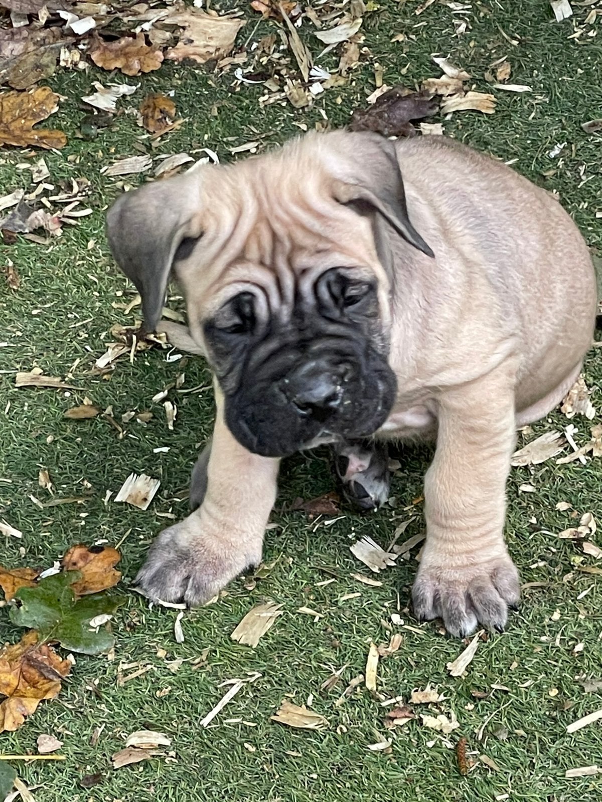 Te koop sociale raszuivere Cane Corso pups, Dieren en Toebehoren, Overige rassen, Meerdere, Meerdere dieren, Nederland